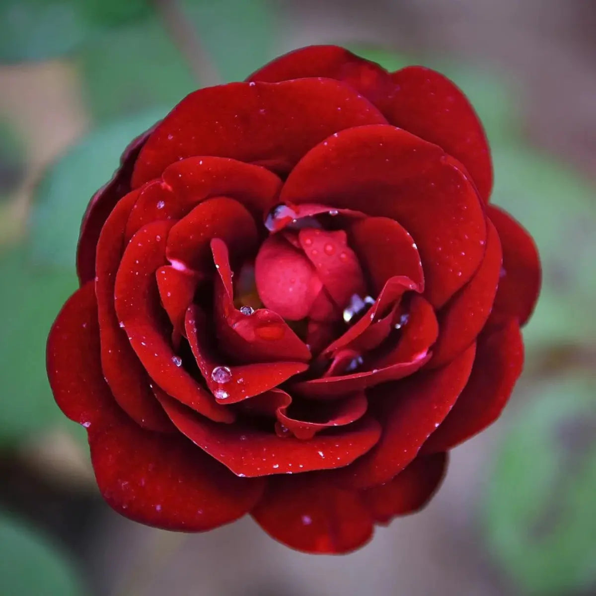 Close-Up of a Deep Red Rose – Fragrance Inspiration Behind Blunt Cloud Amber Rose Incense Scent