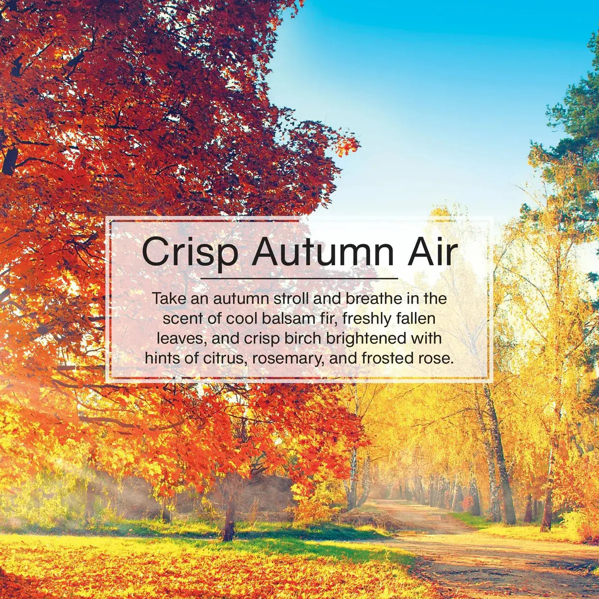 Crisp Autumn Air Little Trees Scent – Fall Breeze, Autumn Leaves, and Seasonal Woods