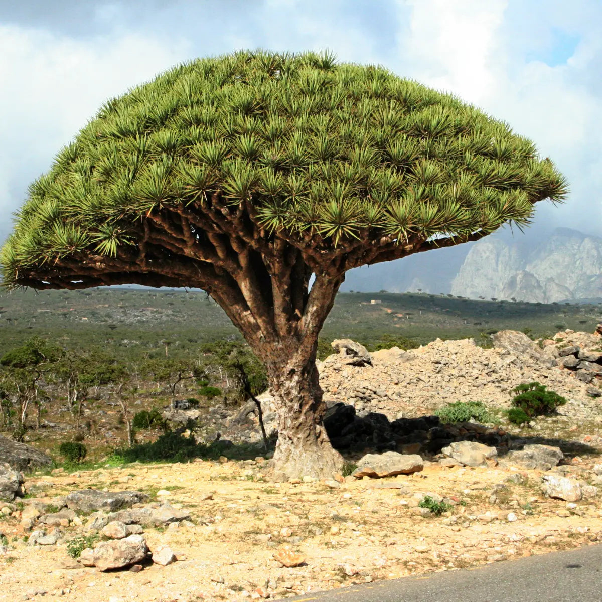 Dragon Blood Tree – Natural Source and Symbol of the Dragon Blood Fragrance Resin