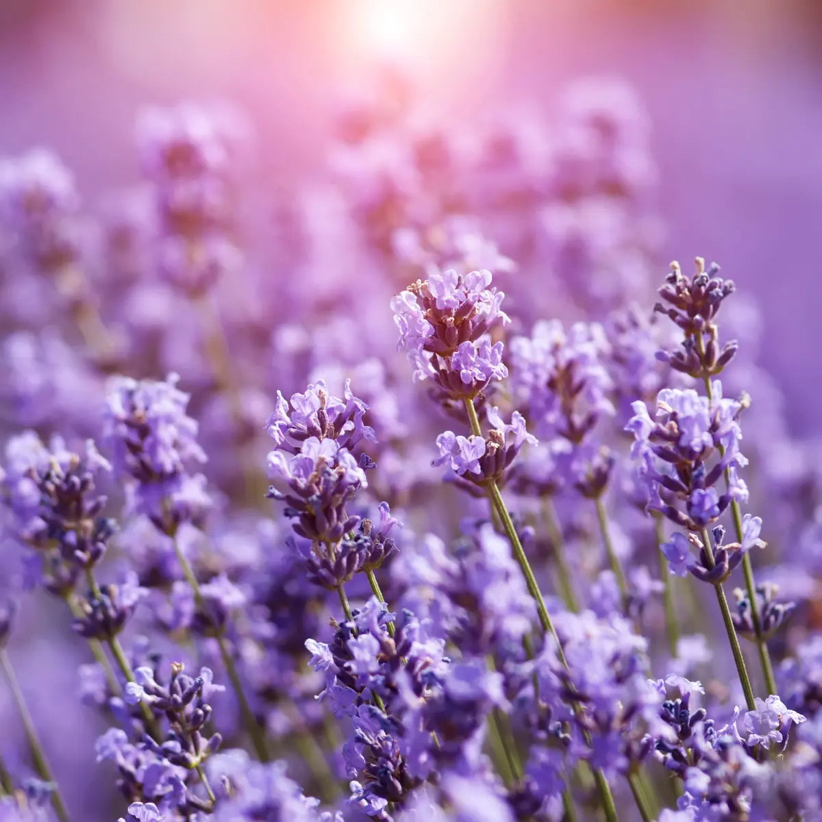 Fresh Blooming Lavender Flowers – Visual Representation of the Lavender Scent Profile