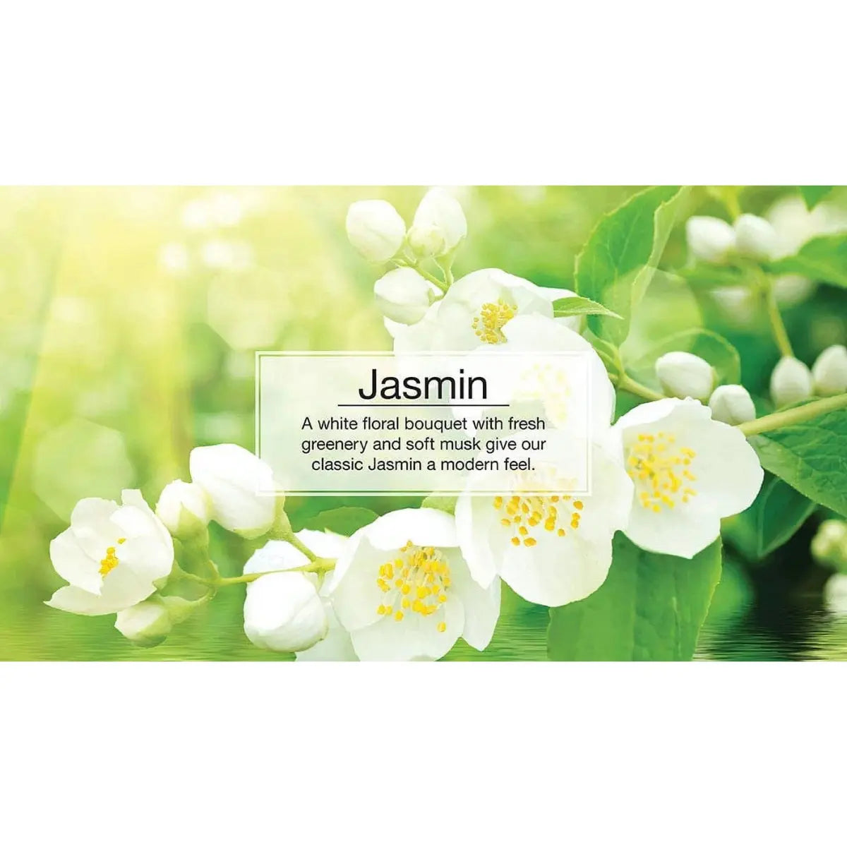 Little Trees Jasmin 2 pack car air freshener hanging in vehicle