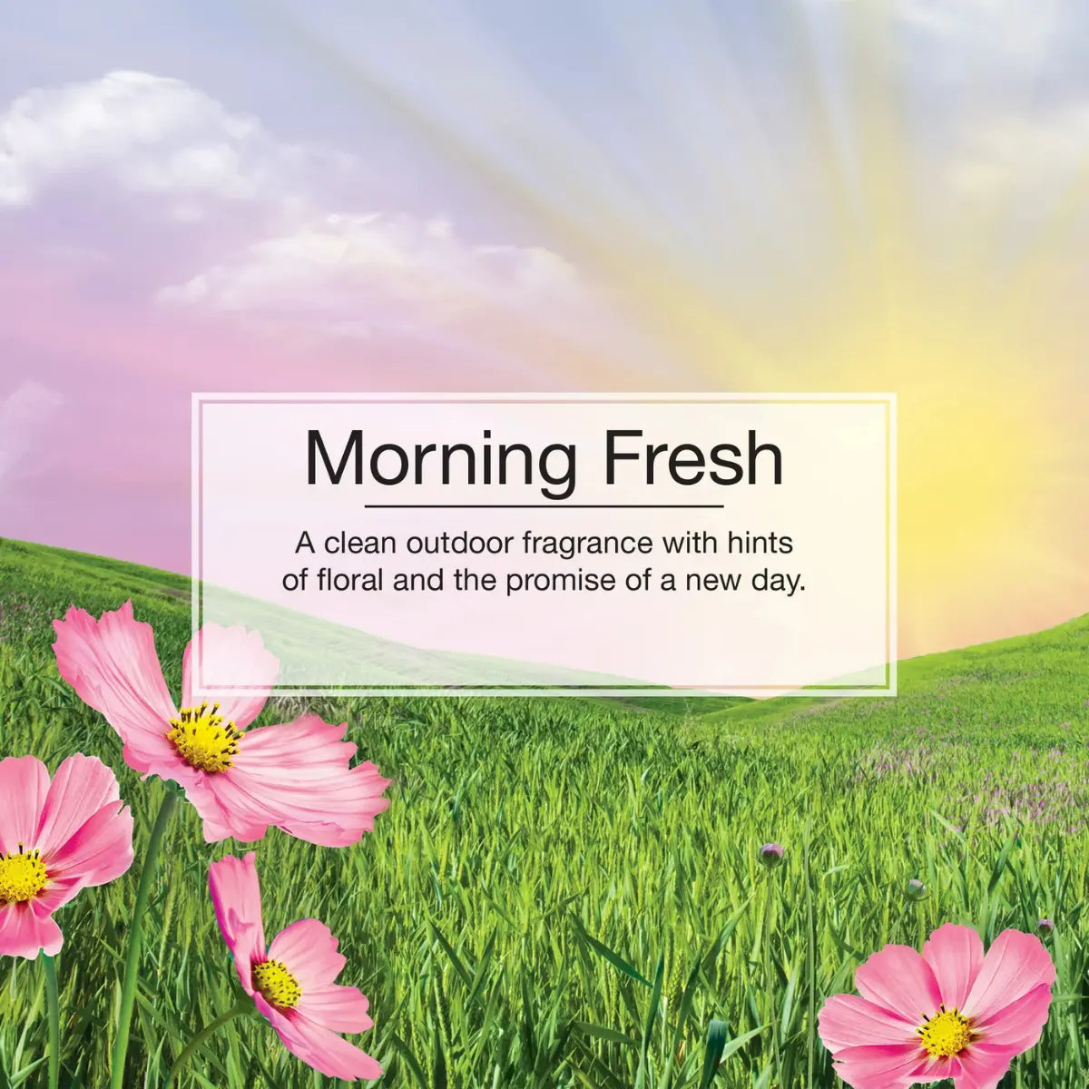 Little Trees Morning Fresh scent description with pink flowers and sunshine wholesale
