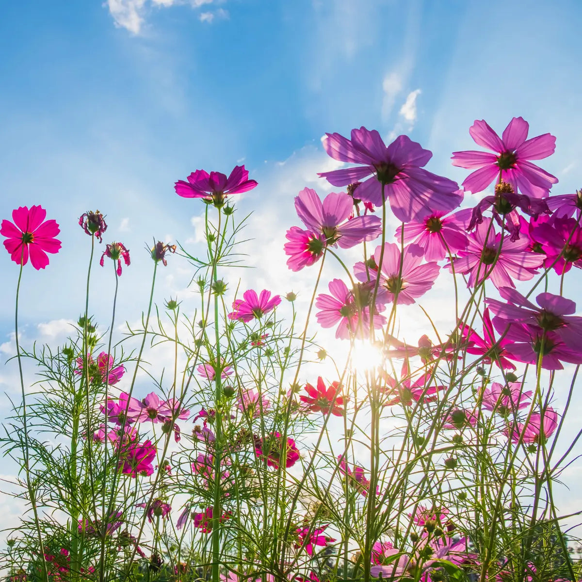 Blooming Spring Wildflowers in Sunlight – Visual Inspiration Behind Spring Flower Incense Scent
