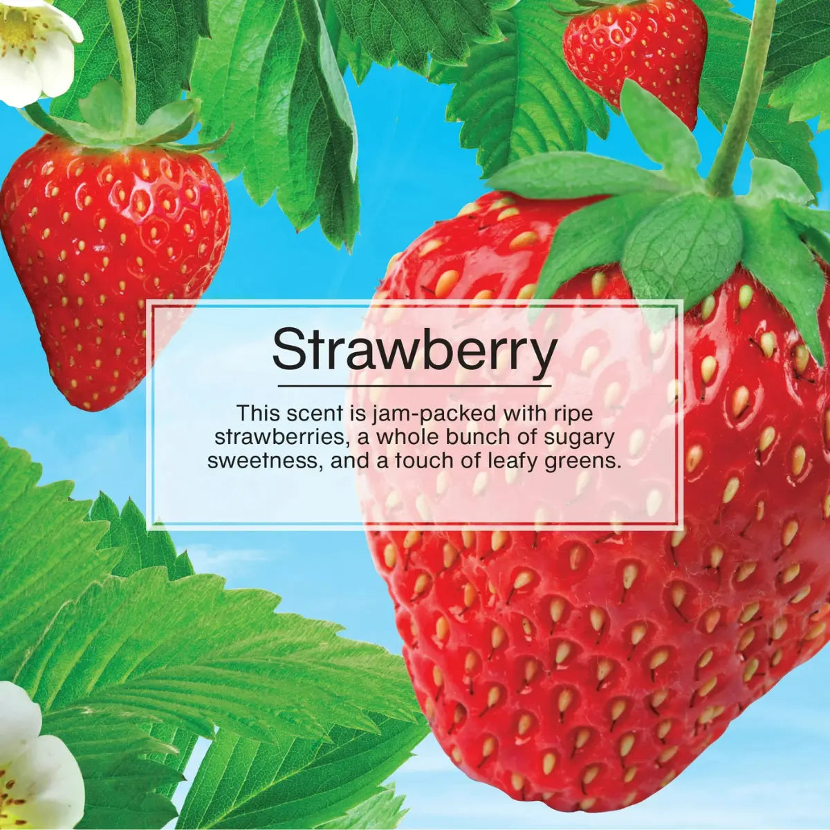 Strawberry scent display featuring ripe strawberries and greenery, emphasizing the sweet fruity aroma.