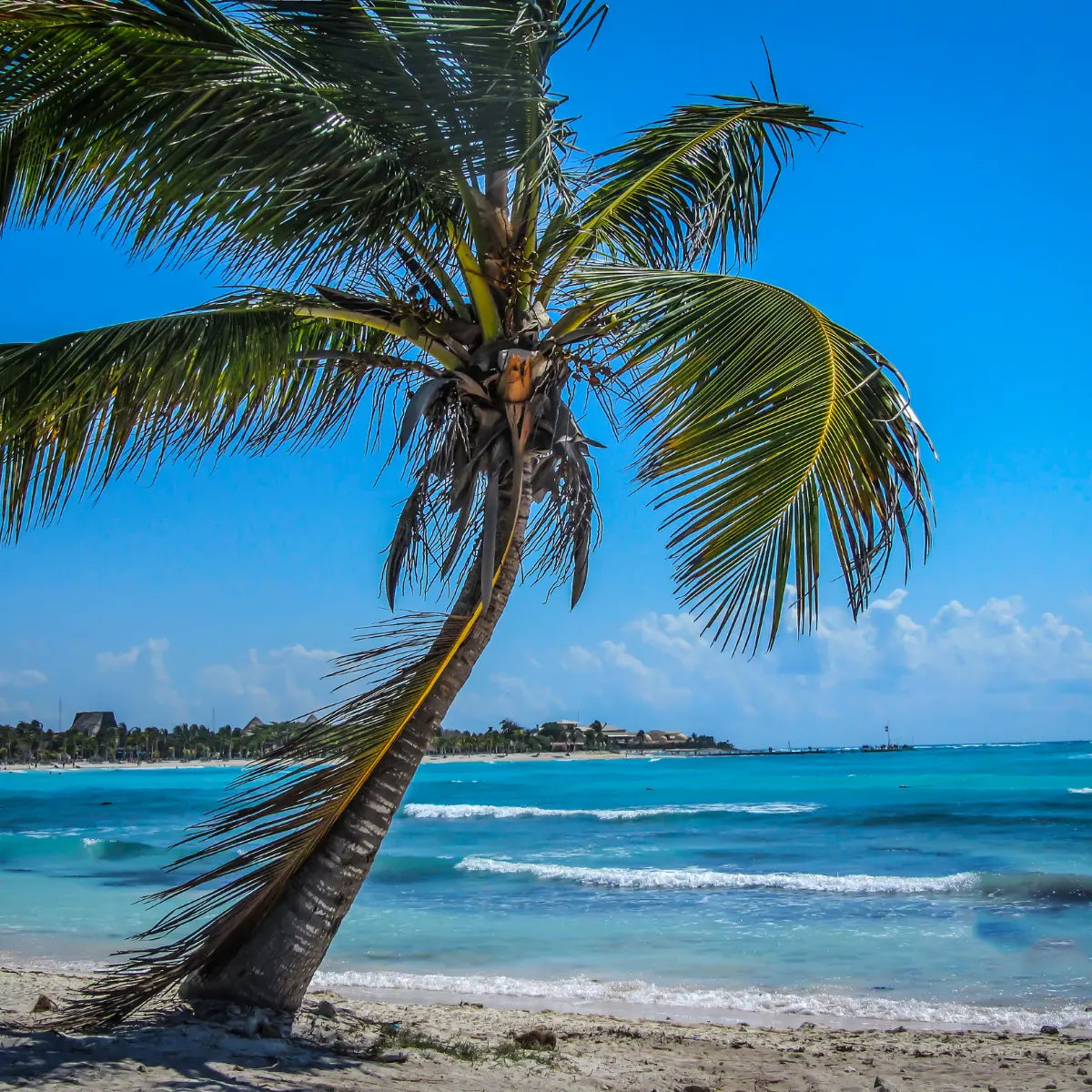 Tropical Ocean Shoreline with Palm Trees – Visual Inspiration for Ocean Breeze Incense Scent