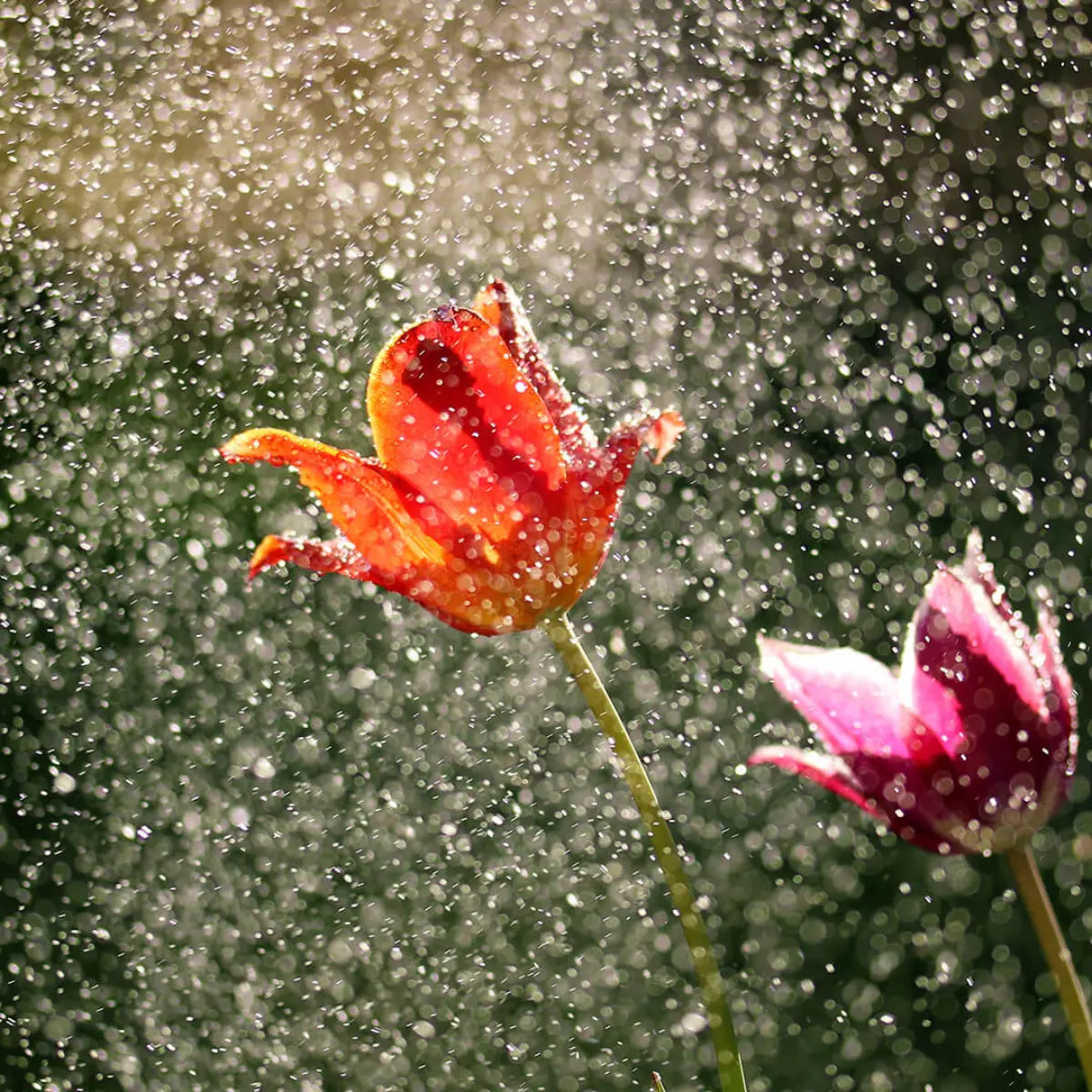 Red and Pink Flowers in Spring Rain – Visual Inspiration for Blunt Cloud Spring Rain Incense