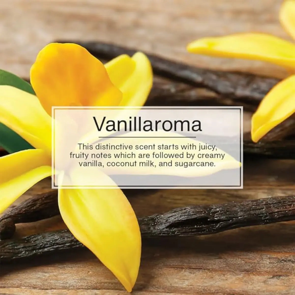 Vanillaroma scent profile with vanilla bean and floral notes for Little Trees air freshener