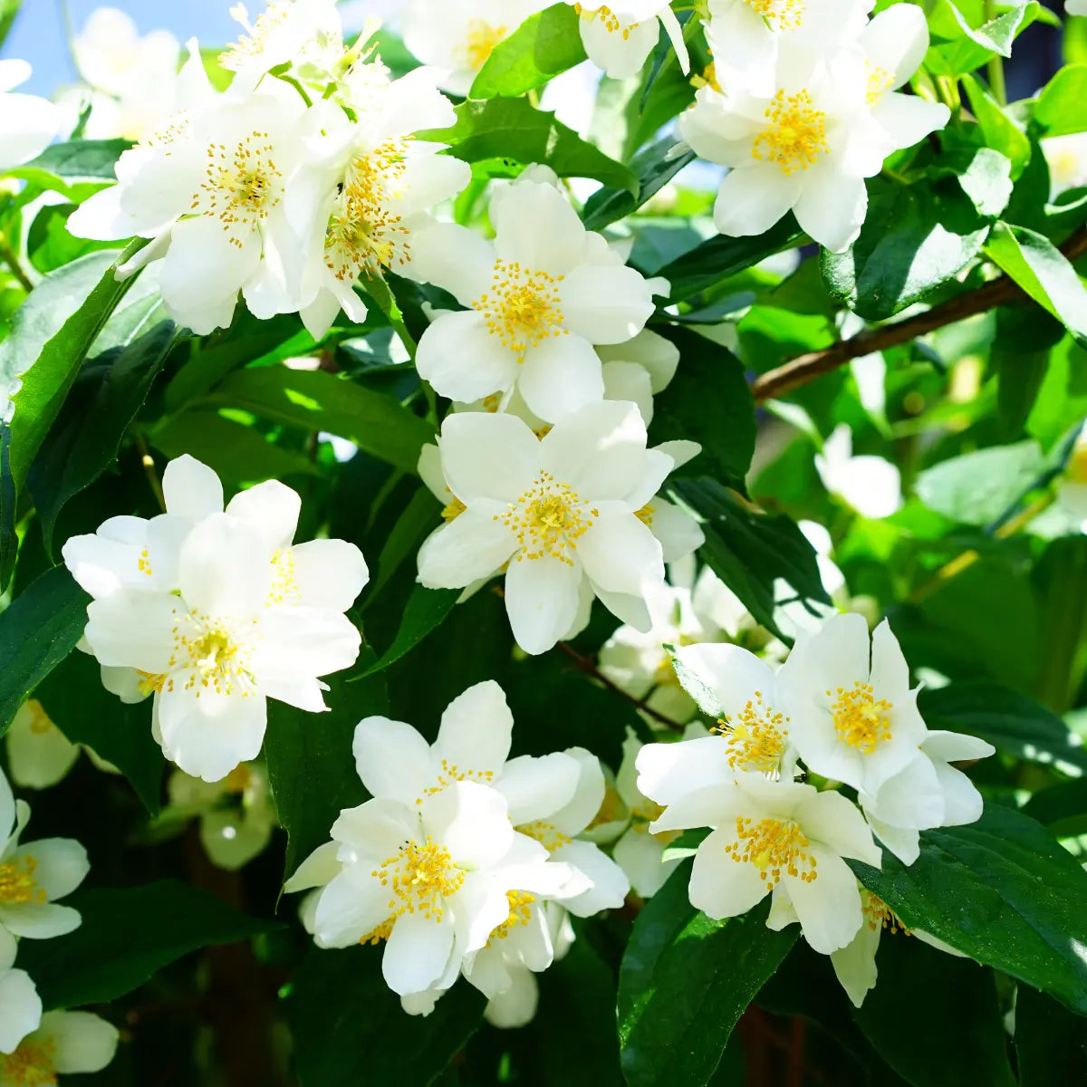White Jasmine Flowers in Bloom – Natural Representation of the Jasmine Fragrance Scent
