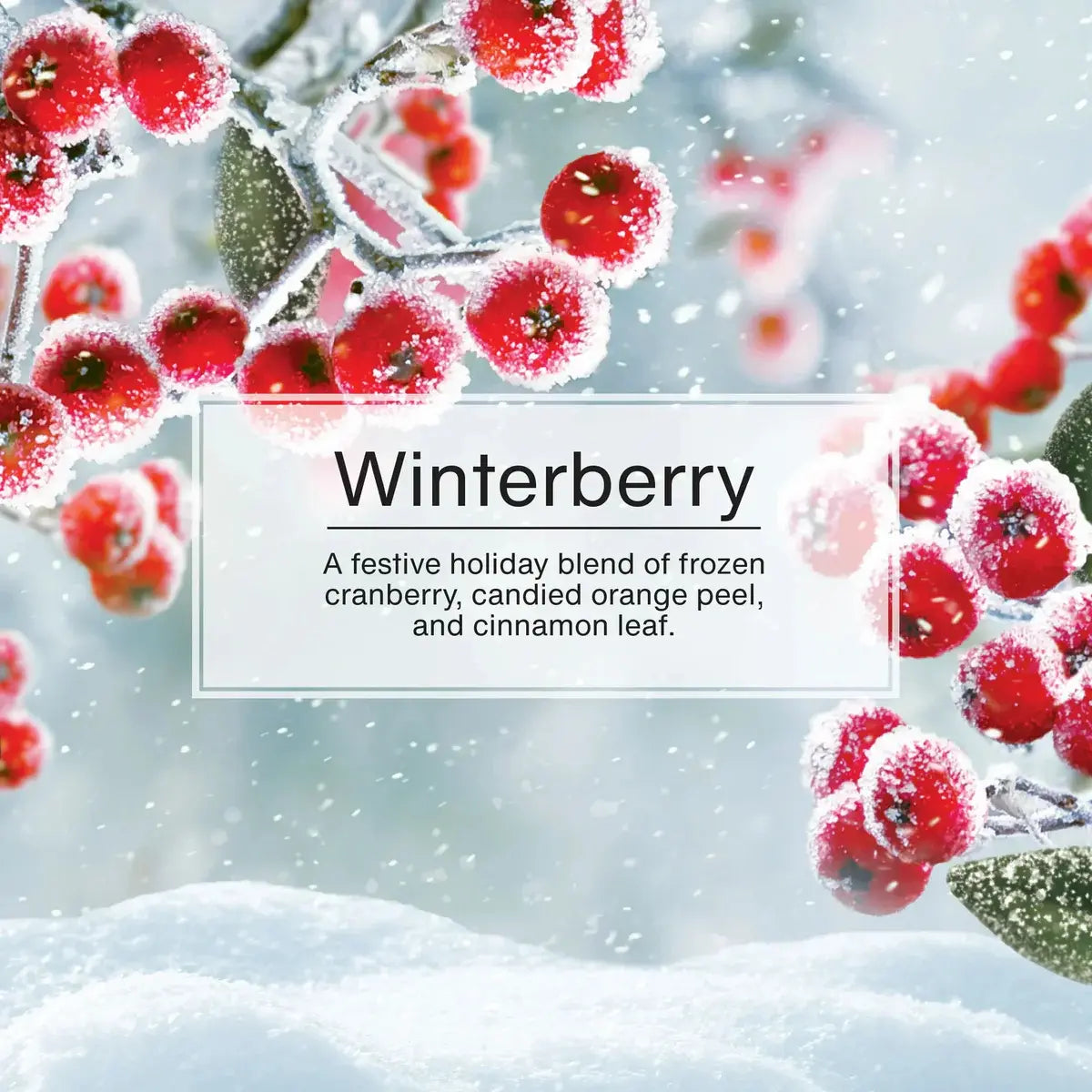 Winterberry Little Trees Scent Description – Holiday Blend of Berries, Cinnamon, and Snow
