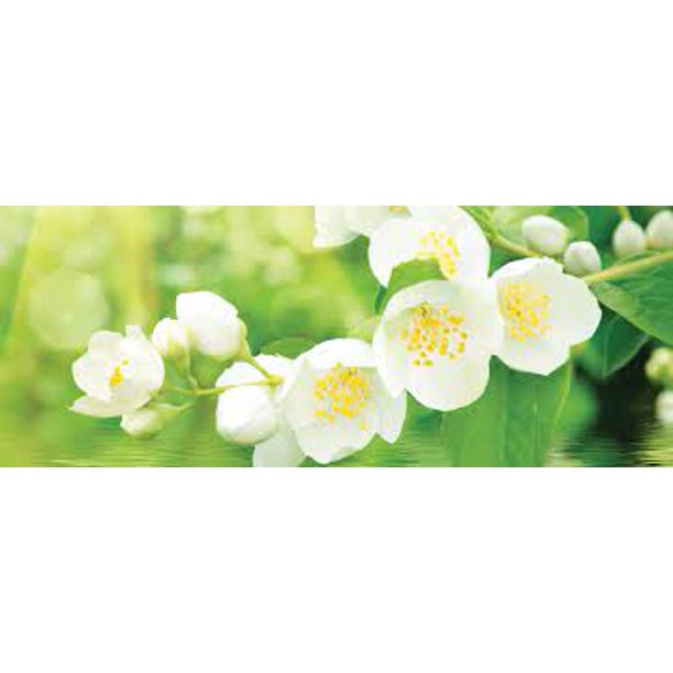Banner for Jasmin Little Tree Air Freshener
