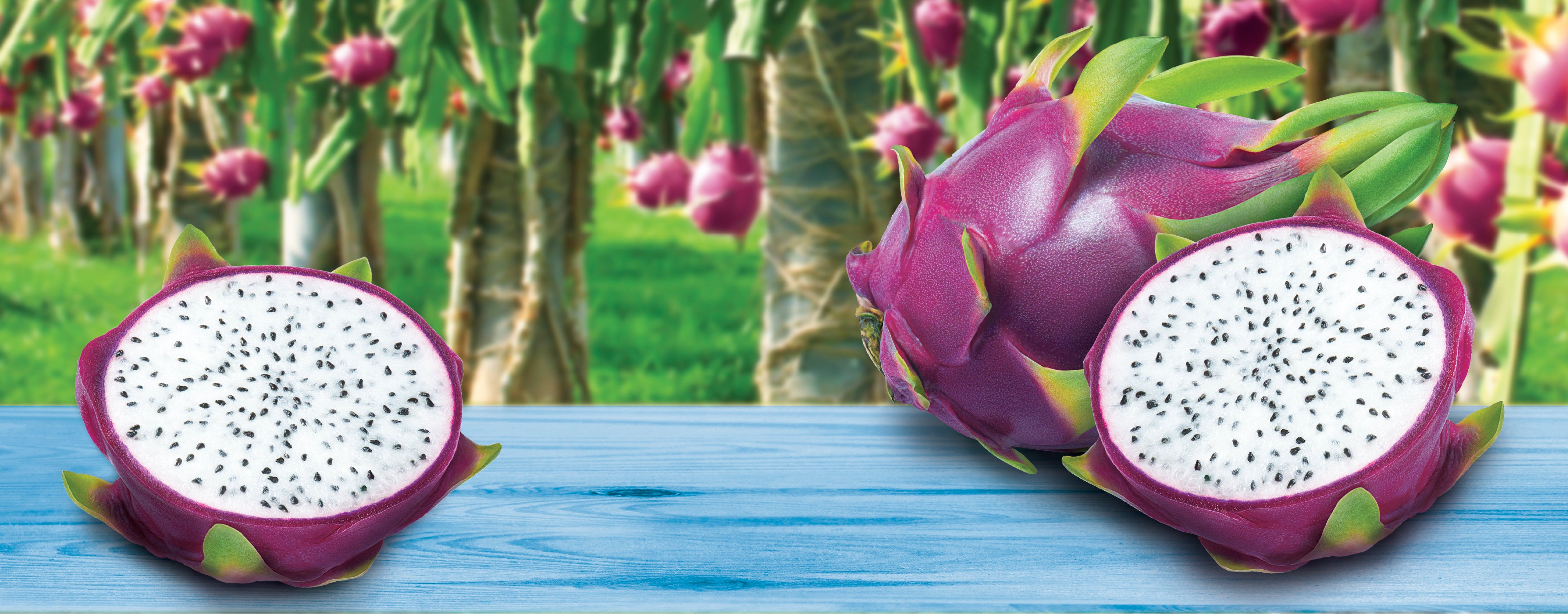 Dragon Fruit Little Tree Banner