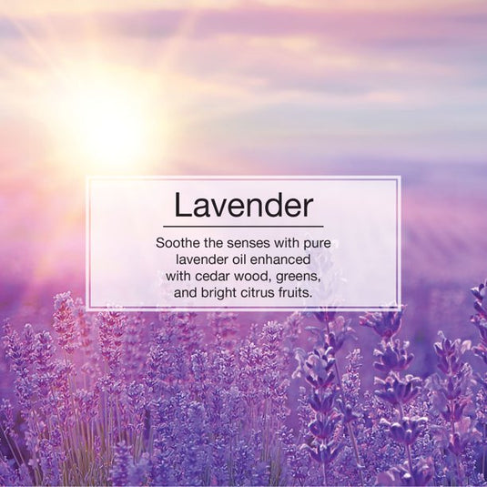     Informational Banner for Lavender Little Tree