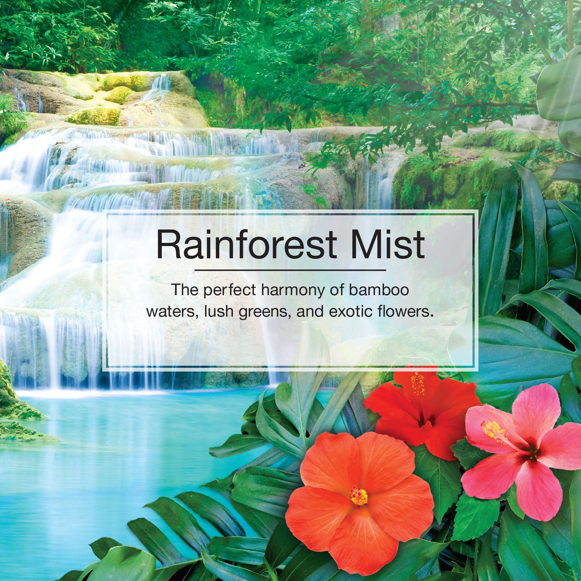 Informational Banner for Rainforest Mist Little Tree